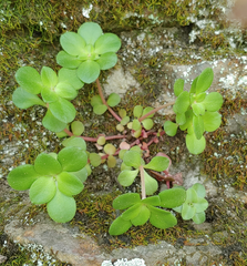 Sedum ternatum
