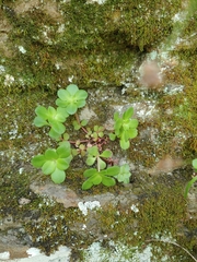 Sedum ternatum