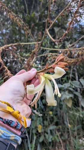 Puya ferruginea