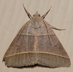 Ptichodis herbarum