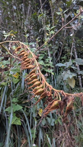 Puya ferruginea, photograph 2