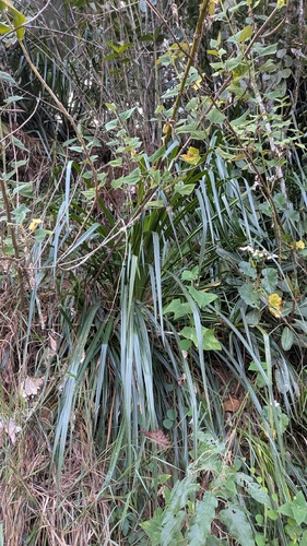 Puya ferruginea, photograph 3