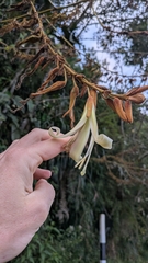 Puya ferruginea, photograph (c) Thibaud Aronson, some rights reserved (CC BY-SA)