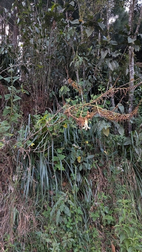 Puya ferruginea, photograph 6