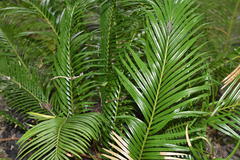 Cycas revoluta