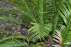 Cycas revoluta