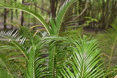 Cycas revoluta