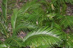 Cycas revoluta