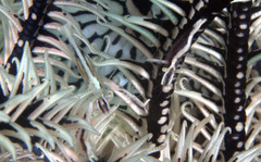 Periclimenes affinis