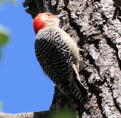 Melanerpes carolinus