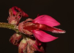 Indigofera amoena