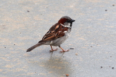 Passer domesticus