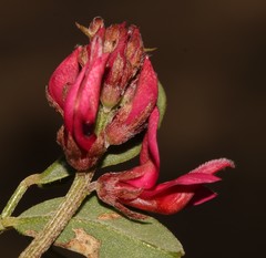 Indigofera amoena