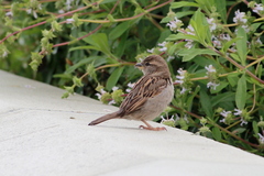 Passer domesticus