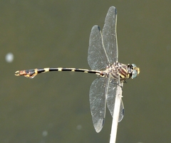 Phyllogomphoides stigmatus