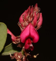 Indigofera amoena