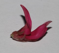 Indigofera amoena