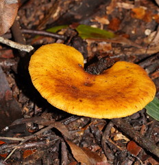 Austropaxillus muelleri