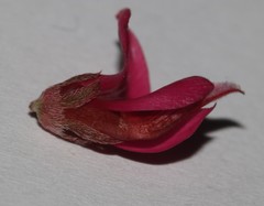 Indigofera amoena