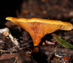 Austropaxillus muelleri