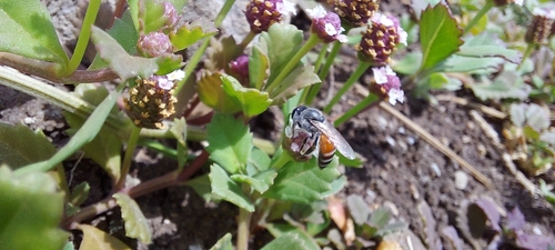 Red Dwarf Honey Bee