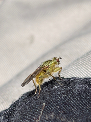 Golden Dung Fly