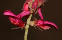 Indigofera vanzijlii