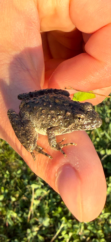 Blanchard's Cricket Frog