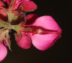 Indigofera vanzijlii