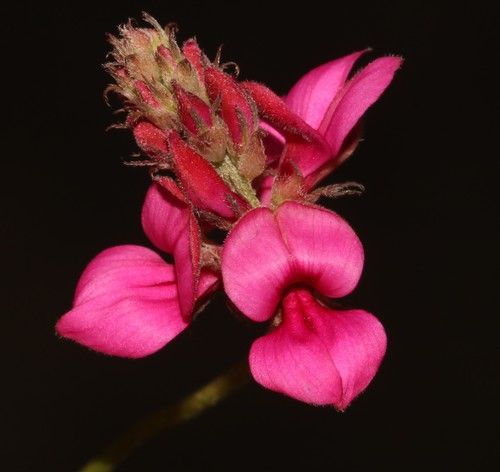 Image of Indigofera vanzijlii by (c) Brian du Preez, some rights reserved (CC BY-SA)