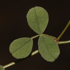 Indigofera vanzijlii