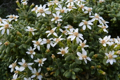 Olearia cymbifolia