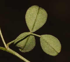 Indigofera vanzijlii