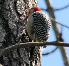 Melanerpes carolinus