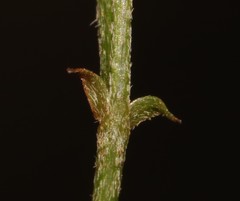 Indigofera vanzijlii
