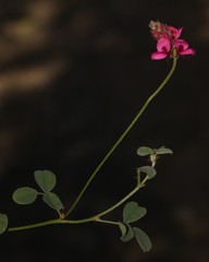 Indigofera vanzijlii