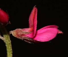 Indigofera vanzijlii