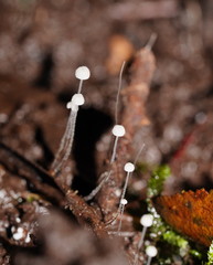 Mycena maldea