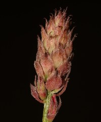 Indigofera vanzijlii