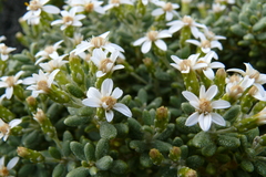 Olearia cymbifolia
