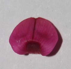 Indigofera vanzijlii