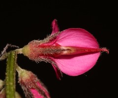 Indigofera vanzijlii