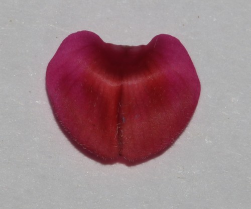 Image of Indigofera vanzijlii by (c) Brian du Preez, some rights reserved (CC BY-SA)