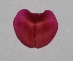 Indigofera vanzijlii