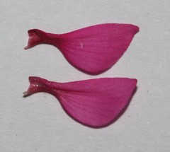 Indigofera vanzijlii