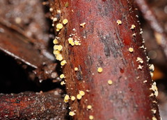 Lachnum pteridophyllum