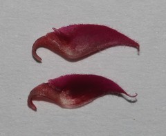 Indigofera vanzijlii