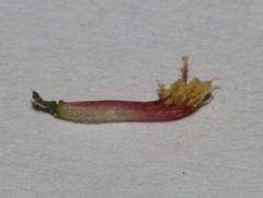 Indigofera vanzijlii