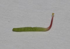 Indigofera vanzijlii