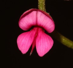 Indigofera vanzijlii